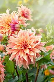 Free Shipping For you ($35 Min)