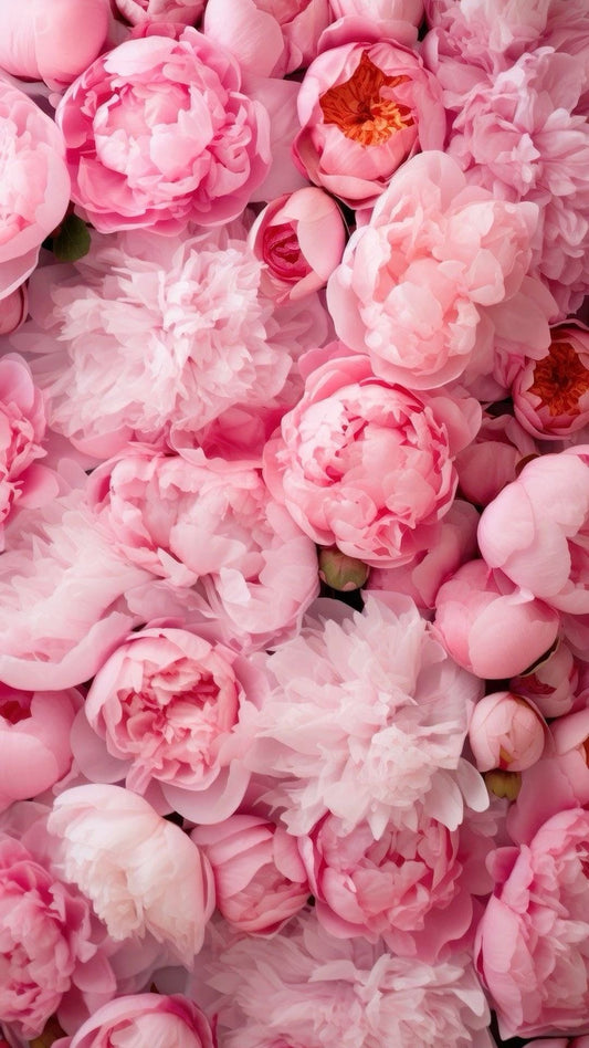 Pink Powder Room Live Show